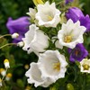 Outsidepride Medium White Canterbury Bells Flower Seeds - 10000 Pcs