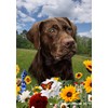 Chocolate Labrador - Best of Breed Spring Flowers Garden Flag