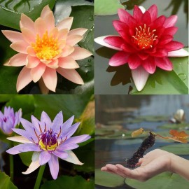 3 Pack Water Lily Live Tubers Plants Aquatic Colorful Pond Freshwater Flower