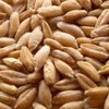 Triticale Grain Seeds - 25 g Packet ~650 Seeds -