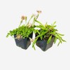 FOlIAGEMS Live Succulent Plants from USKC (Two 2"Pot Set) (String