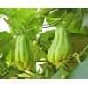 1 Sprouted Chayote Squash Mirliton Ready To Plant Buy 3