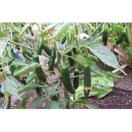 Southeast Seeds Serrano Hot Chili Pepper Seeds, NON-GMO, Salsa, Pico de Gallo, FREE SHIPPING - 16k Seeds or 1/4 LB