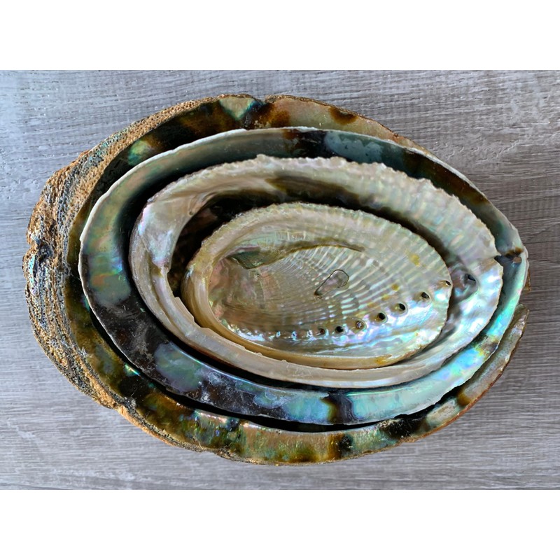Abalone Shell, Seashell Incense Burner, Smudge Bowl for Holding Smudge