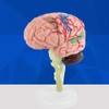 Uxsiya Disassembled Human Brain Model, Colorful Painting Plastic Highly Simulated