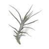 Tillandsia Diaguitensis Live Air Plant, Produces White Flowers in Bloom,