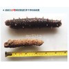 XXlseafood Premium Sun Dried Alaska Sea Cucumber Sample pack （2