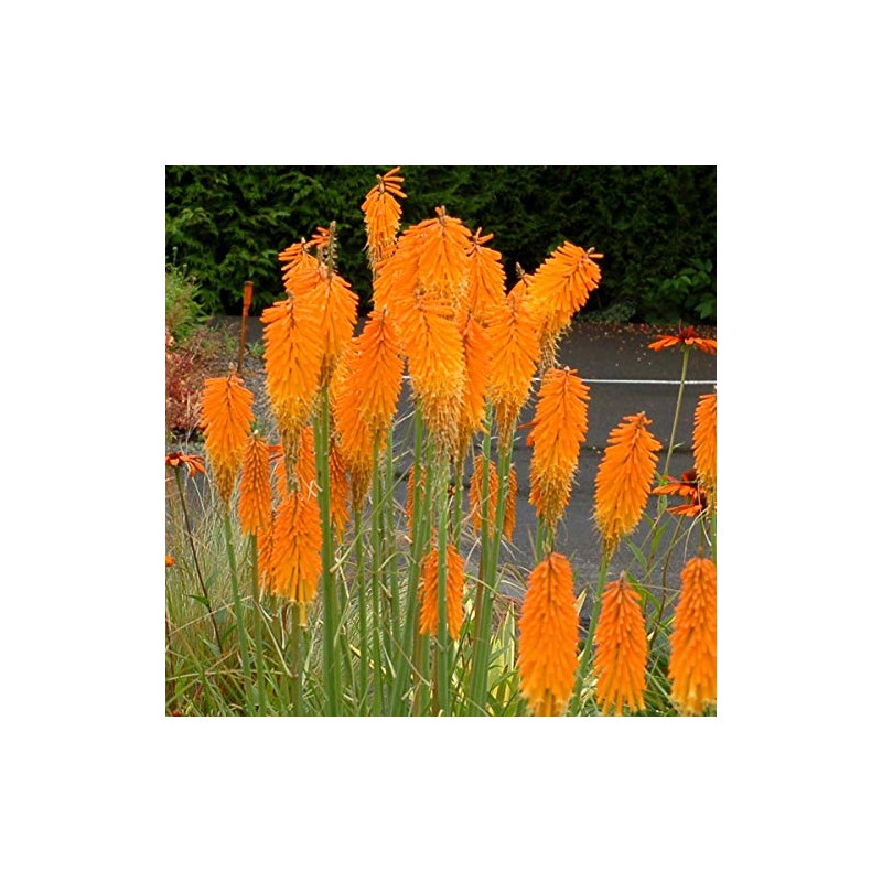 25 Mango Popsicle Torch Lily Hot Poker Flower Seeds Perennial