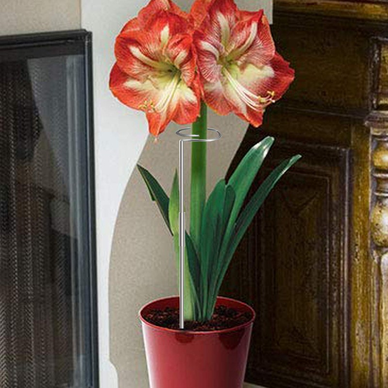 30 Inch Or 16 InchPlant Stakes for Flowers - 5