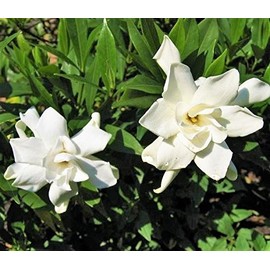 (1) - Frost Proof Gardenia - Starter Plant (5L) (1 Live Plant)