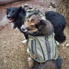 Wilderdog Dog Backpack with Built in Harness and Back-Mounted D-Ring