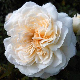 Heirloom Roses Rose Plant - Joan Fontaine™ White Rose Bush, Shrub Live Plant for Planting Outdoors