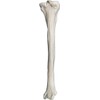 Tibia Bone Model - Right - Anatomically Accurate Human Tibia