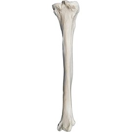 Tibia Bone Model - Right - Anatomically Accurate Human Tibia Bone Replica - hBARSCI