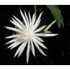 2 White Orchid Cactus Epiphyllum Cuttings: One OXYPETALUM & One