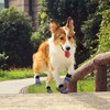 PETLOFT Non-Slip Dog Socks, Pack of 4 Indoor Non-Slip Dog