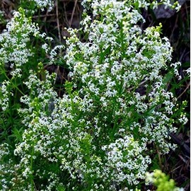 White Bedstraw Seeds (Galium Album) Packet of 10 Seeds