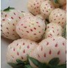 White Soul Alpine Strawberry 30 Seeds - Fragaria