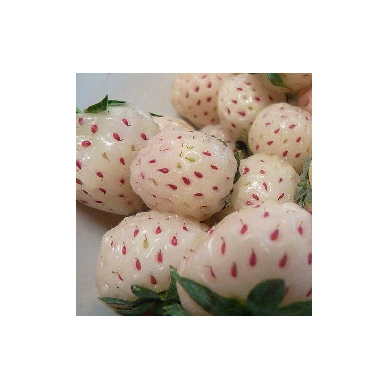 White Soul Alpine Strawberry 30 Seeds - Fragaria