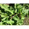 Plant Good Seed Organic Burdock Root Seeds for Planting: Nutrient