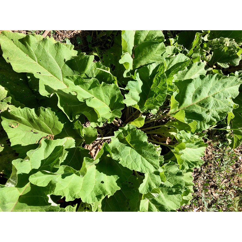 Plant Good Seed Organic Burdock Root Seeds for Planting: Nutrient