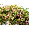 Todd's Seeds Radish Microgreen & Sprouting Seed Sampler - Includes