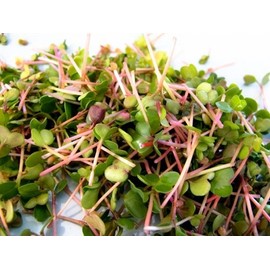 Todd's Seeds Radish Microgreen & Sprouting Seed Sampler - Includes 4 Unique Radish Seed Varieties