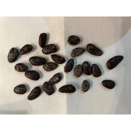 Fresh Delicious Pawpaws. 10 Seeds. Start with the Best. Asimina triloba. Free Ship.