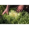 NIKA SEEDS - Vegetable Curly Endive Frisee Heirloom for Salads