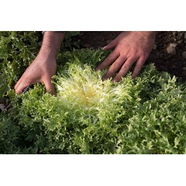 NIKA SEEDS - Vegetable Curly Endive Frisee Heirloom for Salads - 1000 Seeds