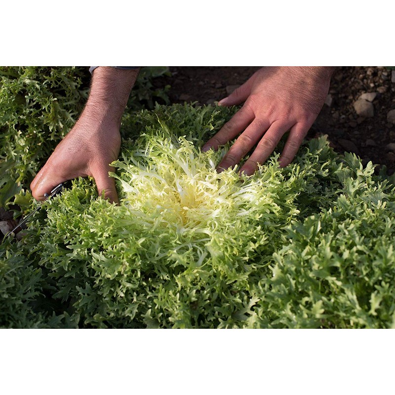 NIKA SEEDS - Vegetable Curly Endive Frisee Heirloom for Salads