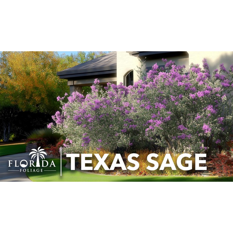 Texas Sage | 3 Live Plants | Leucophyllum frutescens |