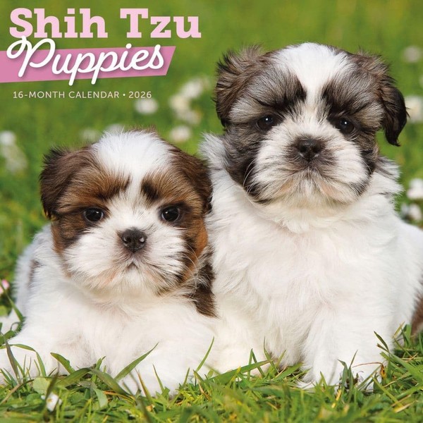 Carousel Calendars, Shih Tzu Puppies 2026 Wall Calendar, 12'' X