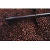 HONEY-BEAR | Black Edition - Dark Roast, Highest Rated Coffee