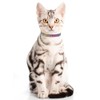 THAIN Bling cat kitten collar Rainbow Rhinestone breakaway diamond with