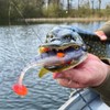 LMAB KØFI Perch Shad 9 cm Colour Motor Oil Perch