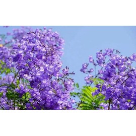 25PCS Blue Jacaranda Mimosifolia Seeds Fast Growing Perennial Flowering Tree Seeds