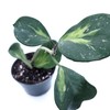 Hoya Obovata Variegated Live Houseplant 4" Pot Easy Care pet