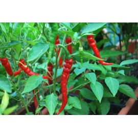 Southeast Seeds Cayenne Long Red Thin Pepper Seeds, NON-GMO, Variety Sizes, FREE SHIPPING - 100 Seeds