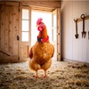 2Pcs Red Crow Rooster Collar, Crow Collar Rooster CollarNo Crow