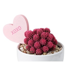 Costa Farms Live Indoor Desert Gem Cactus in White Ceramic 7-Inches Tall, Pink