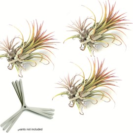 Wall Planter Set of 3 Wall Air Plant Holder Wall Terrarium| Orchid Mount Airplant Holder Air Plant Containers| Hanging Orchid Planter| Wall Mounted Plant Hook| Wall Plant Mount for Tree Air Knots G3