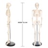 breesky Human Skeleton Model for Anatomy Mini Human Skeleton Model