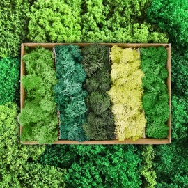 Moss for Decoration and Craft Projects, Preserved Natural Moss in 5 Colours, Moss for Crafts for Moss Pictures, Forest Decoration, Model Making and Christmas Decoration, Moss for Crafts, Durable (200
