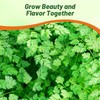Outsidepride Chervil Herb & Microgreens Seeds - 10000 Pcs. Annual,