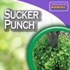 Bonide Sucker Punch, 8 oz Ready-to-Use Sprout Control Liquid with