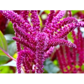 Unique Foxtail Amaranth Amaranthus Caudatus 400 Non-GMO Seeds for Planting Unusual Garden Plant Ideal for Hanging Baskets or in The Ground