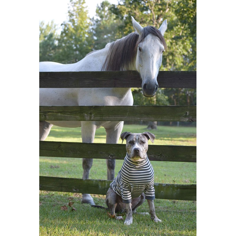 Tooth & Honey Big Dog Stripe Shirt Pullover Full Belly
