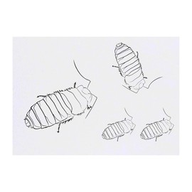 Azeeda 4 x 'Neugierige Fauchschabe' Temporäre Tattoos - Wasserfest, Hautfreundlich & Ungiftig · Transfers in Verschiedenen Größen (TO00074124)