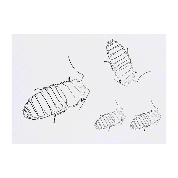 Azeeda 4 x 'Neugierige Fauchschabe' Temporäre Tattoos - Wasserfest, Hautfreundlich